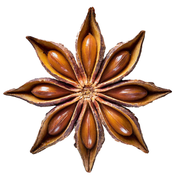 Sternanis Sternanis